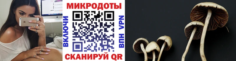 Псилоцибиновые грибы Cubensis  Краснозаводск 